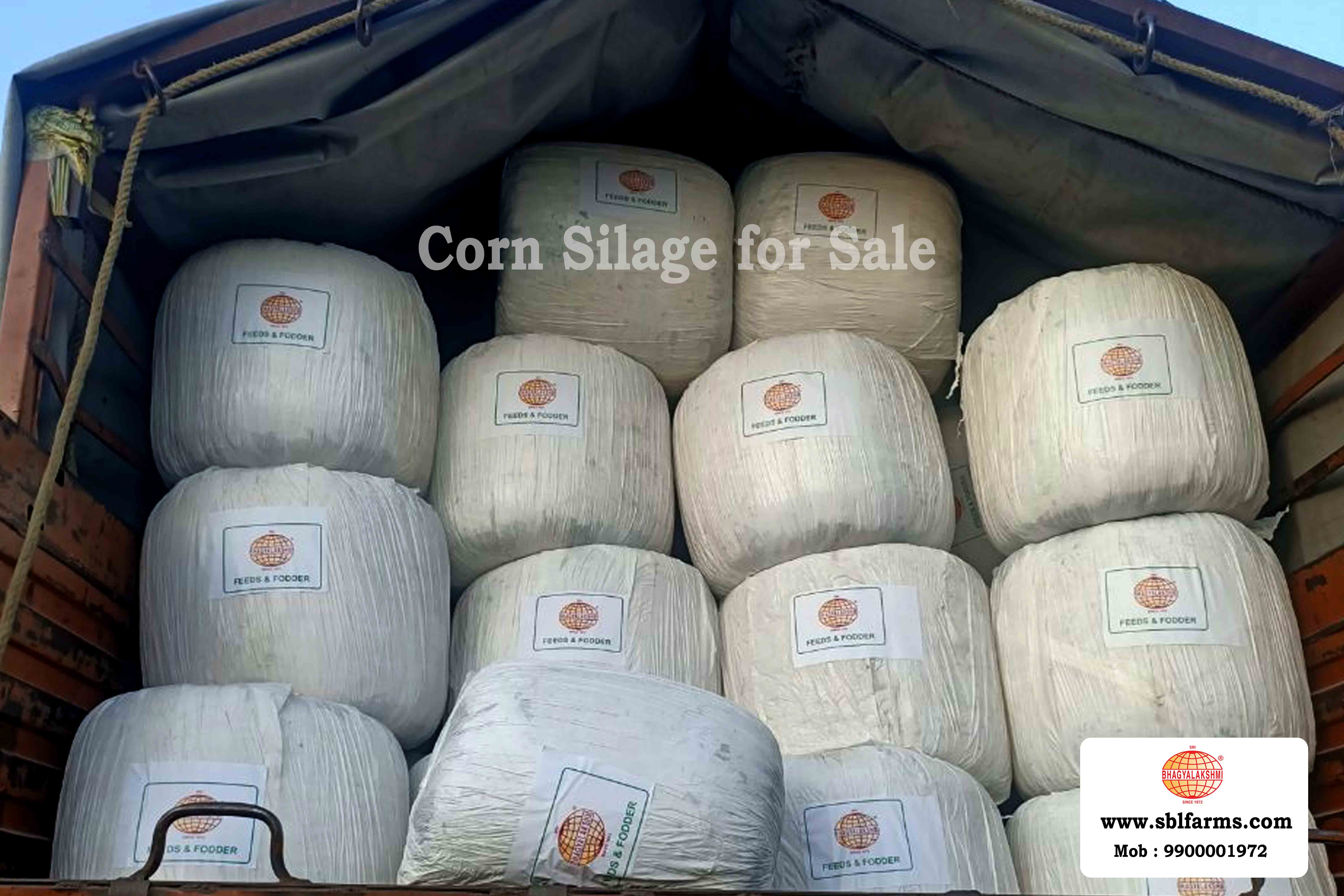 Corn Silage Suppliers in Bangalore | Corn Silage for Sale  |  Corn Silage, Baby Corn Silage manufacturers, suppliers & exporters in Bangalore | corn silage for sale in bangalore |  Sri Bhagyalakshmi Farms Corn Silage Bangalore| Silage Balers | Animal Feed Manufacturers | Production of Silage |Cattle feed manufacturers & suppliers - SBL Farms is solving the biggest fodder crisis in India, by supplying Silage bales, Bailing machines to dairy farmers, Cooperatives, Animal Husbandry | Best Cattle Feed Manufacturers & Silage Suppliers in India | Indias Best Baled Silage Producers